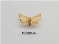 藏品(裂紋舟蛾)的圖片